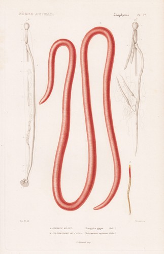 Strongylus fadenwurm vers - strongylus,