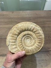 grande ammonite fossile
