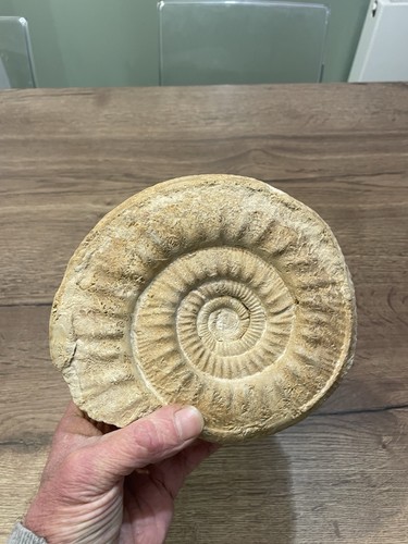 Grande ammonite fossile - ammonite,