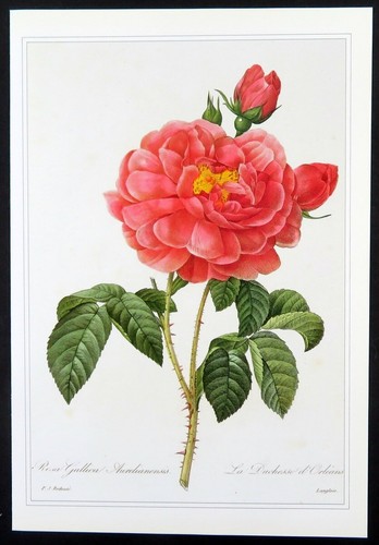 Redoute botanical print RED