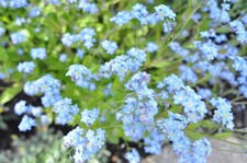 [Testé !/Opt COMME NEUF] Objectif Nikon Ai-s Nikkor 24 mm F/2,8 AIS grand...