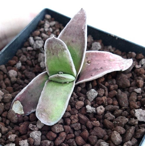 Gasteria nakano 中野 - gasteria, cv