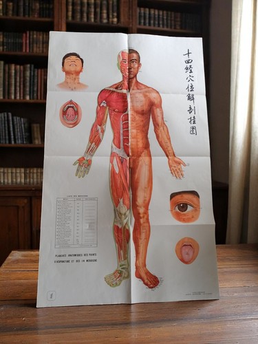 Affiche anatomique acupuncture