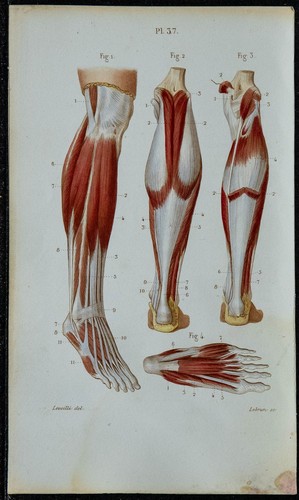 1852 planche anatomie - planche,