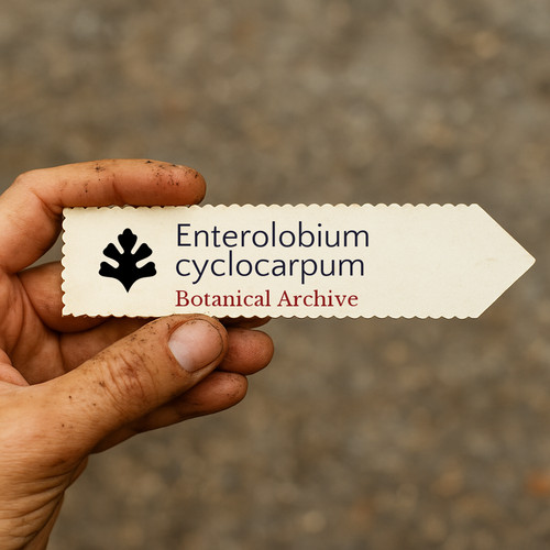 Enterolobium cyclocarpum seeds - cyclocarpum,
