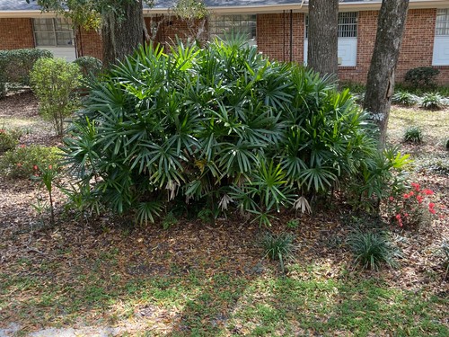 Rhapis excelsa seeds lady - excelsa,
