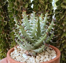 ALOE ERINACEA  cactus kakteen