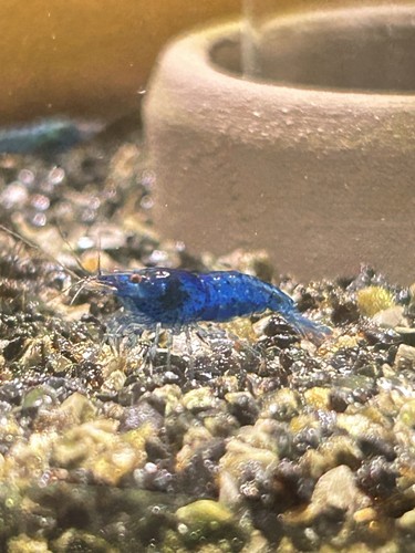 Lot 1 crevettes - lot,