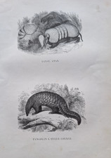 Gravures 19° an 1842 animaux