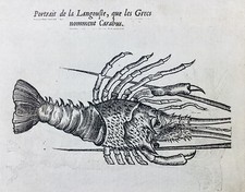 Langouste 1557 Caméléon