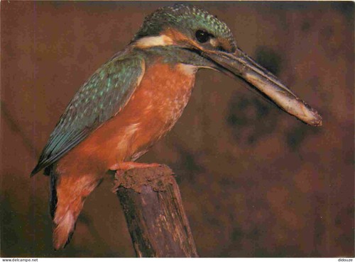 Carte postale animaux - postale,