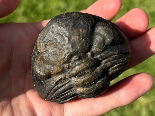 Huge pedinopariops fossil - pedinopariops,
