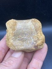 2.20'' / 5,59 cm - Vertebre fossile de Dinosaure Dinosaur Spinosaurus - Maroc