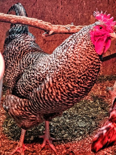 Extras rare purebred cuckoo - 6+,