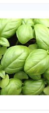 100 Graines de Basilic Géant Vert  non traitées