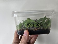 Paphiopedilum tranlienianum