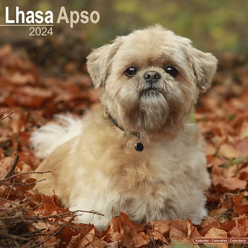 Calendrier 2024 lhassa apso - calendrier,