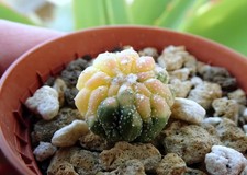 ASTROPHYTUM ASTERIAS 'KIKKO'