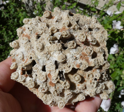 Beau corail fossile - corail, &