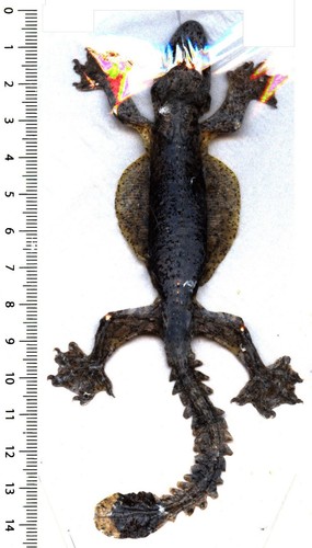 Gecko arboricole - /,