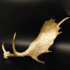 Damhirschstange Or Longueur 66