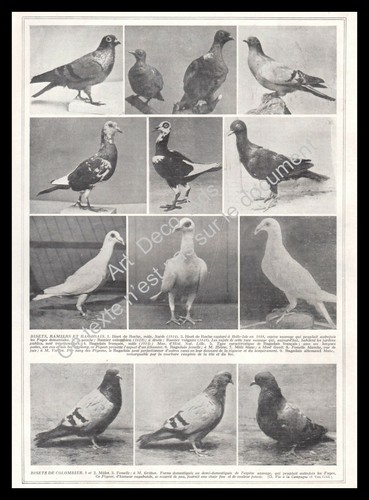 1927 colombophilie pigeons - 1927, ~