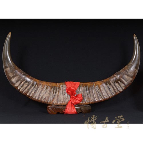 Vintage chinese horn 21x78 - ox,