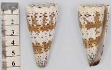 Coquillage de collection