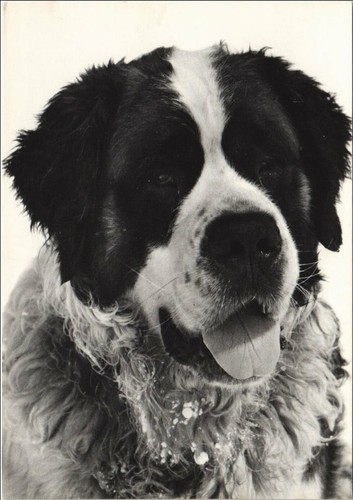 Cpm saint bernard dog - cpm, saint-bernard