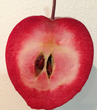 Pommier greffé (forte