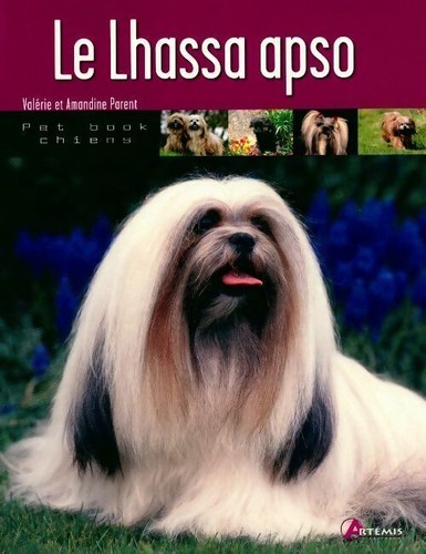 Lhassa apso valérie - apso,