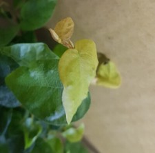 Ficus pumila / Figuier rampant