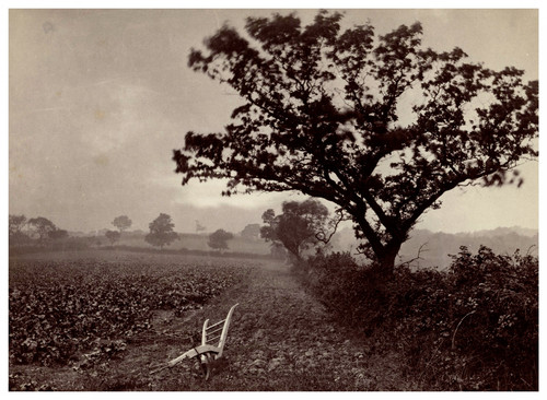 Frank meadow sutcliffe - meadow,