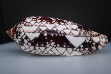 51 - Sea shells - Conus