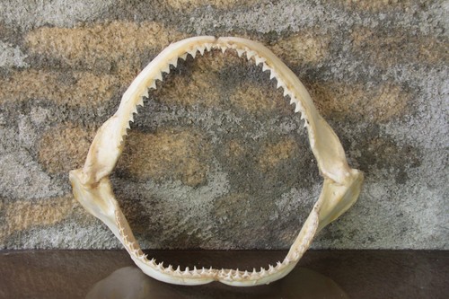 Machoire requin tigre - machoire,