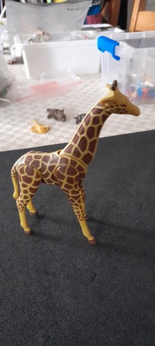 Girafe animal zoo - ,