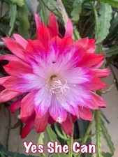 Epiphyllum yes she can - 🌿,