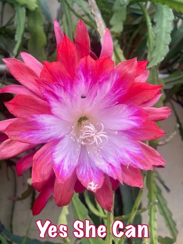 Epiphyllum yes she can - 🌿,