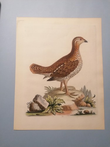 Gravure ornithologique