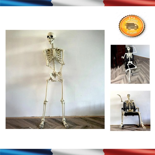 Squelette humain grandeur - humain,