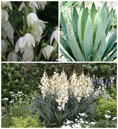 Graines yucca filamentosa - 10,