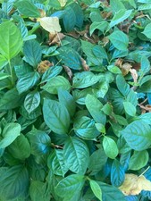 Diospyros virginia, 10 a 200 jeunes plantes de l'année  en motte