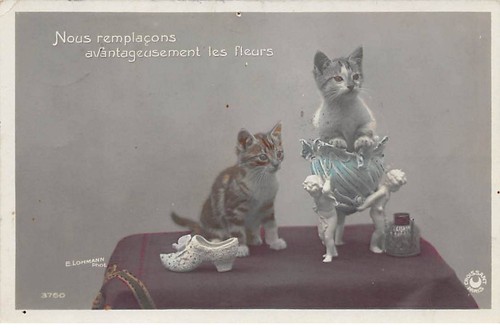 Chats 77020 sur - -,