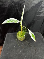 bananier musa florida variegata