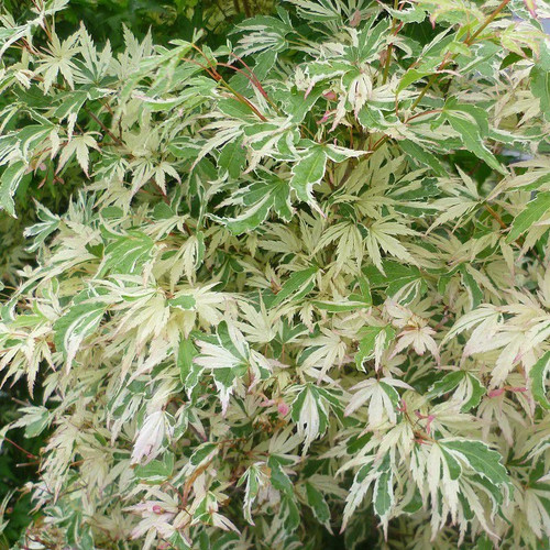 Acer palmatum butterfly - palmatum,