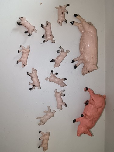 Acedo ferme lot truie cochon - lot,