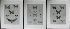 PAPILLONS 3 Planches Originales Mathurin MEHEUT "Etudes d'Animaux" 1911