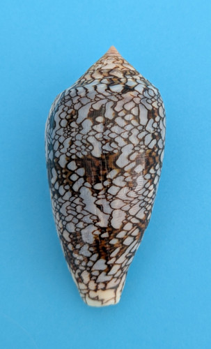 Conus archiepiscopus