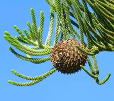 Araucaria heterophylla - Pin