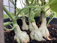 Kedrostis Leloja 10 Graines Seeds SAMEN Caudex